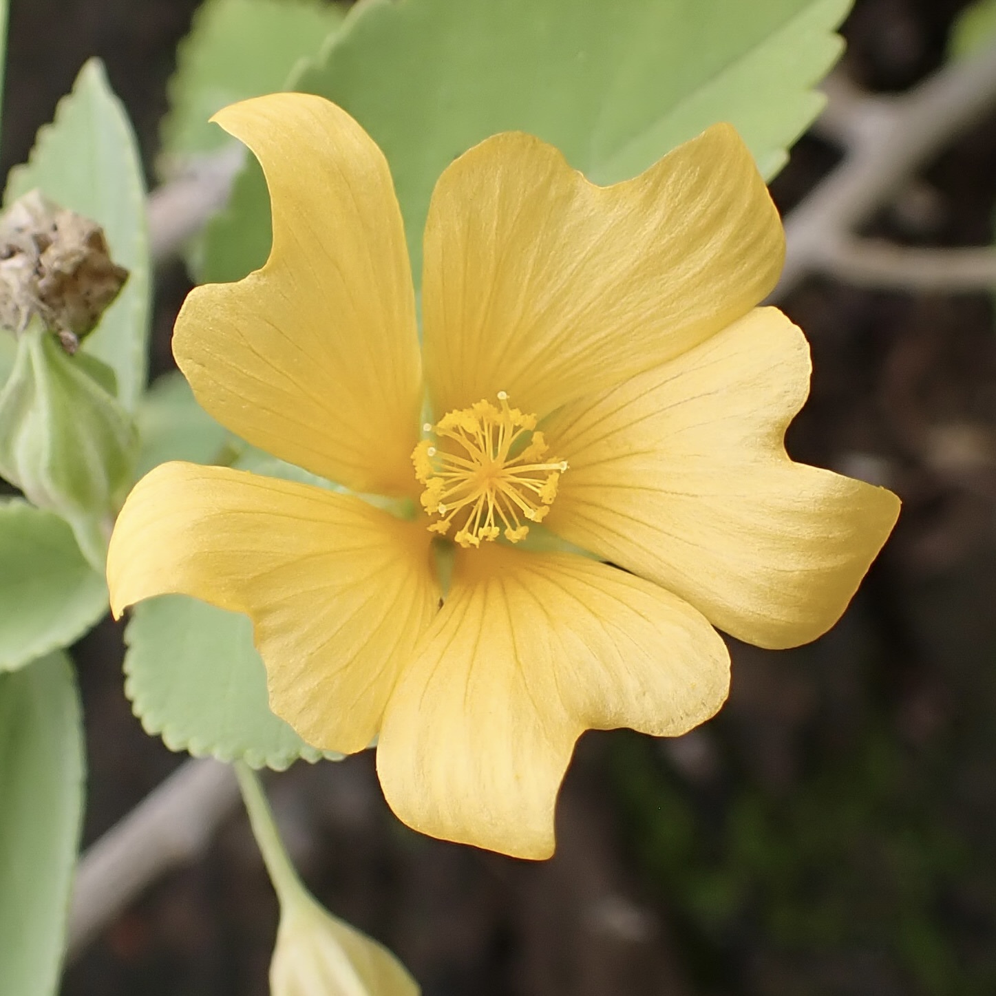 Yellow ʻilima (Sida fallax)