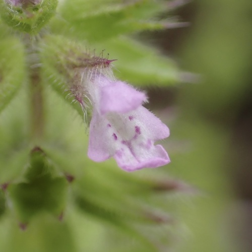 Stachys arvensis observed 2026-03-16