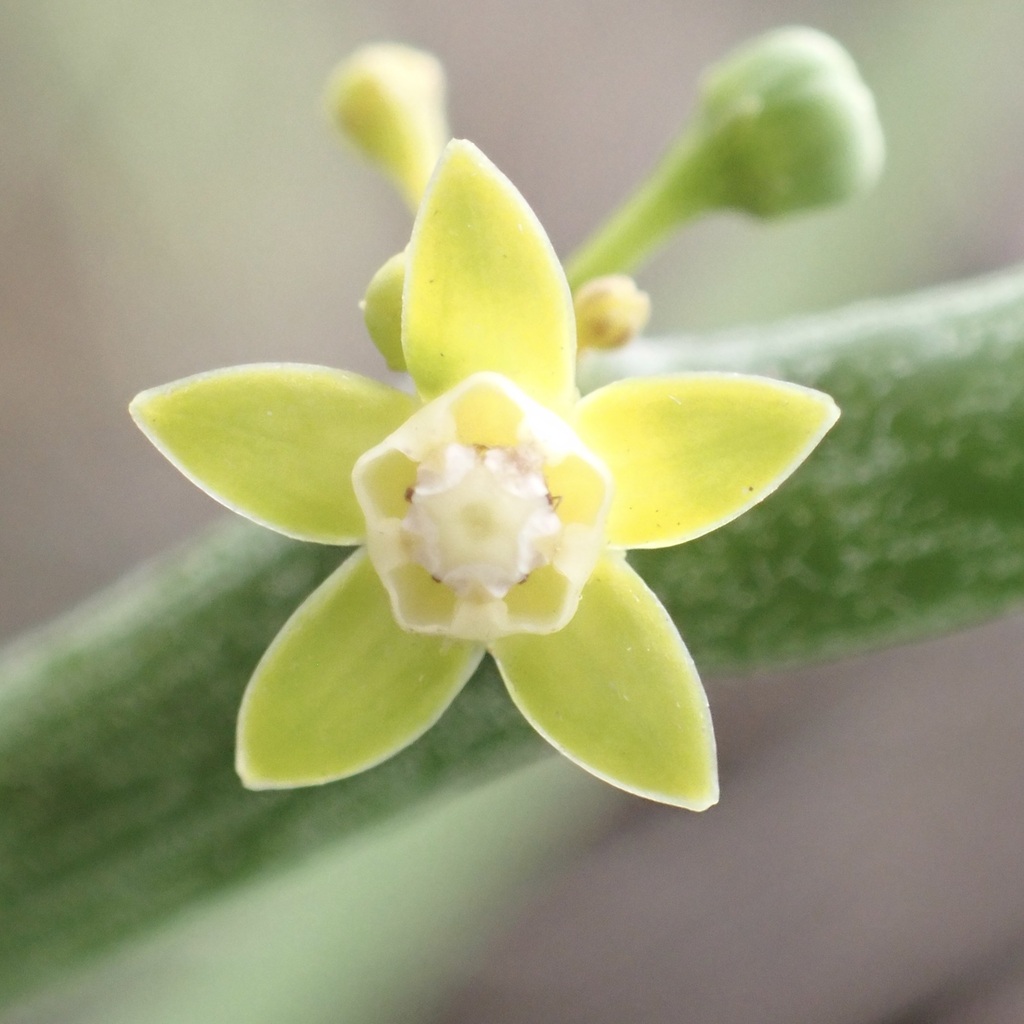Cynanchum gerrardi; photograph (c) Thomas Irvine, some rights reserved (CC BY)
