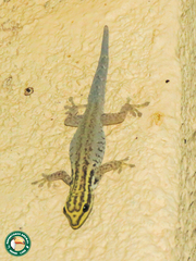 Lygodactylus picturatus