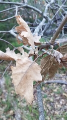 Phytophthora ramorum