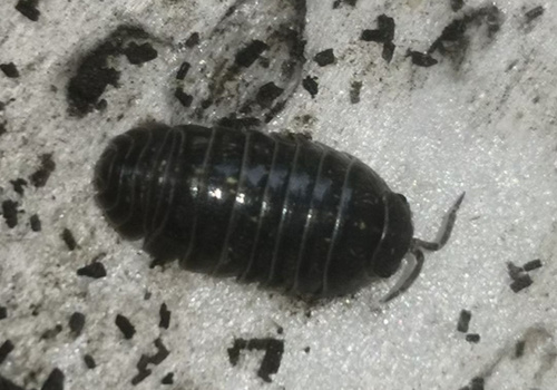 Common Pill Woodlouse