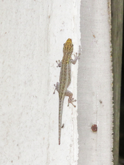 Lygodactylus picturatus