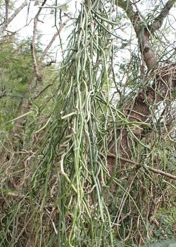 Cynanchum gerrardi
