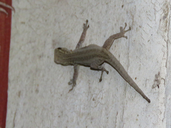 Lygodactylus picturatus