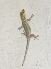 Lygodactylus picturatus
