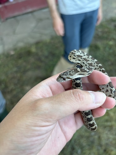 Pituophis catenifer annectens