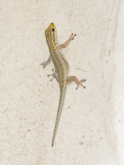 Lygodactylus picturatus