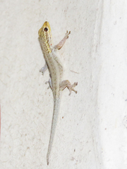 Lygodactylus picturatus