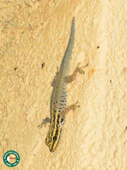 Lygodactylus picturatus