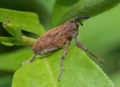 Lixus concavus