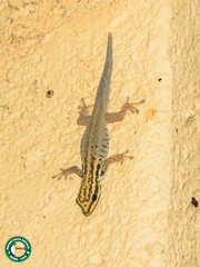 Lygodactylus picturatus