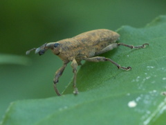 Lixus concavus