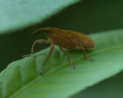 Lixus concavus