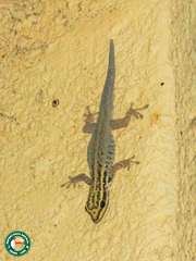 Lygodactylus picturatus