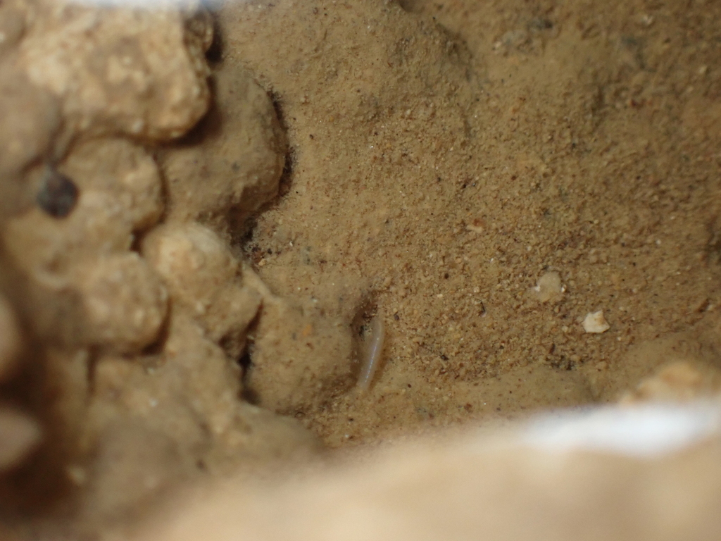 Pettijohn Cave stygobromid