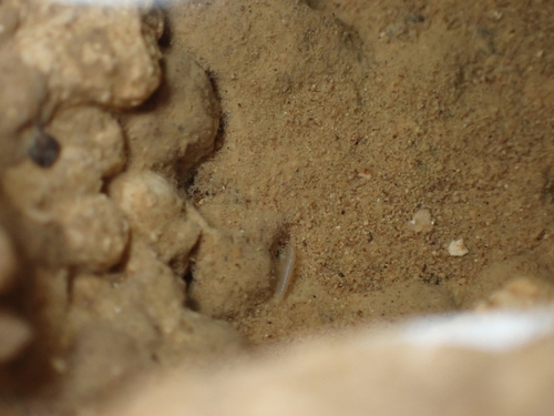 Pettijohn Cave stygobromid
