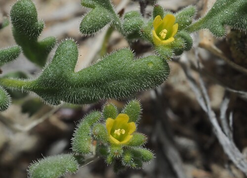 Inyo phacelia (Phacelia inyoensis)