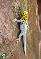 Lygodactylus picturatus