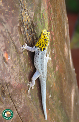 Lygodactylus picturatus