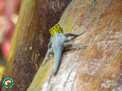 Lygodactylus picturatus