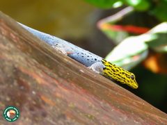 Lygodactylus picturatus