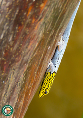 Lygodactylus picturatus