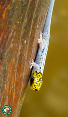 Lygodactylus picturatus