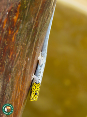 Lygodactylus picturatus