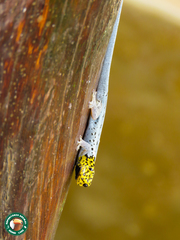 Lygodactylus picturatus