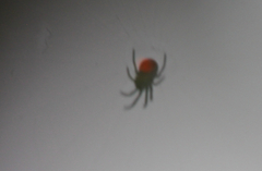 Araneae
