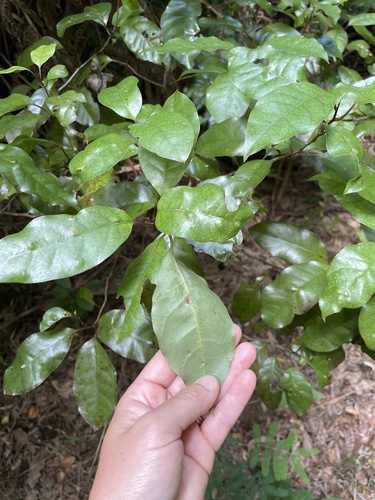 Mangeao (Litsea calicaris)