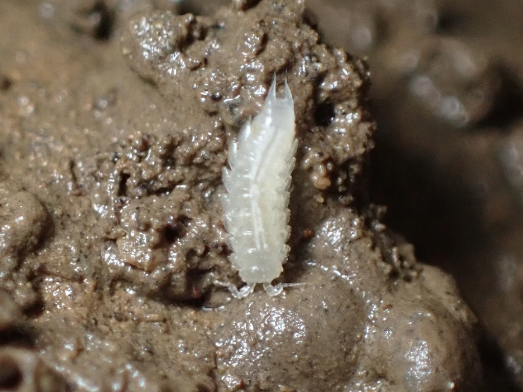Amerigoniscus georgiensis