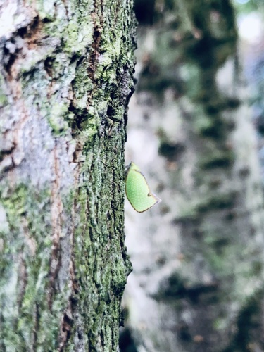 Brown-edged flatid planthopper