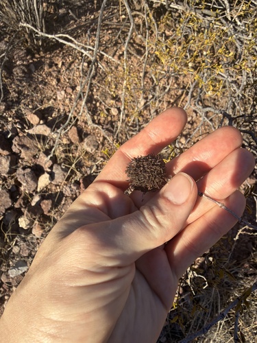 Unknown species found near Organ Pipe Cactus National Monument, Pima County, US-AZ, US