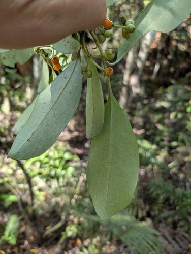 Coprosma lucida observed 2026-03-17