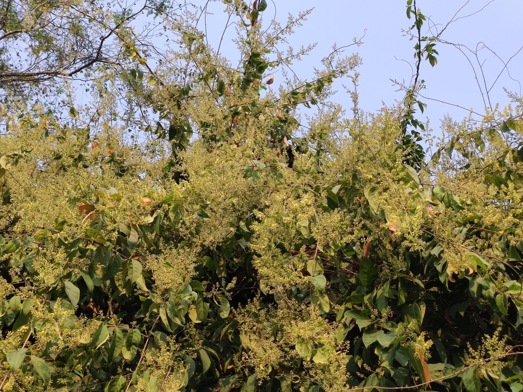 Derris tonkinensis (Derris tonkinensis)