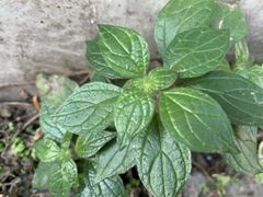 Parietaria judaica