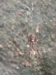Araneae