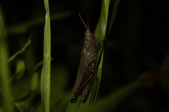 Maculiparia rotundata