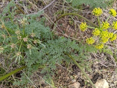 Lomatium macrocarpum