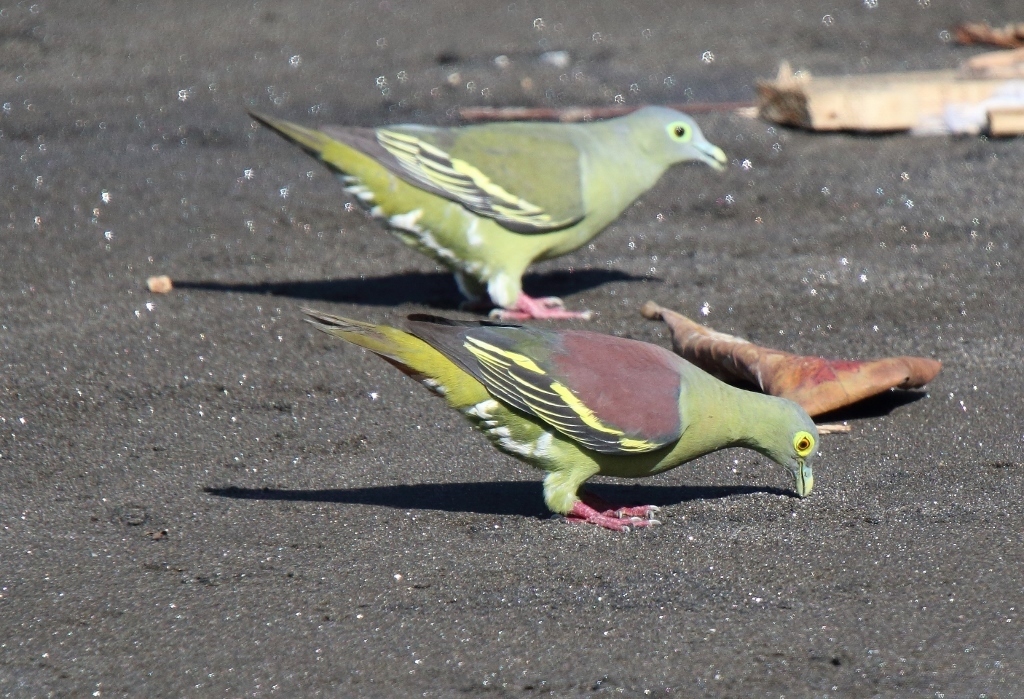 Gray-cheeked Green-Pigeon (Treron griseicauda) photo