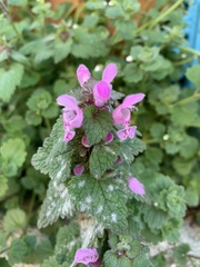 Lamium purpureum