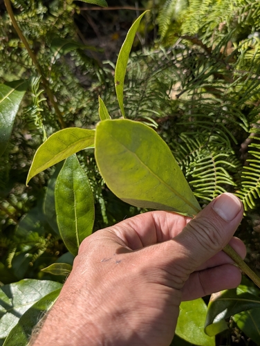 Coprosma lucida observed 2026-03-17