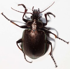 Calosoma oceanicum