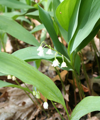 Convallaria pseudomajalis
