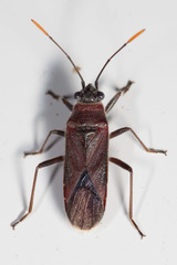 Arocatus rubromarginatus