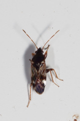 Paramyocara iridescens