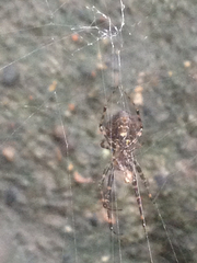 Araneae