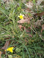 Ranunculus fascicularis